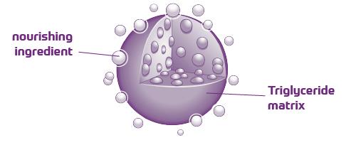 matricea trigliceridelor intesta